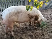Boar, Pigs — photo 3