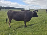 Kuh, Wagyu — Foto 2