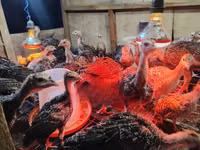 Turkeys — photo 6