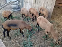 Oveja, Cameroon sheep — foto 2