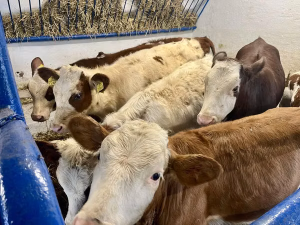 بقرة, Simmental cattle