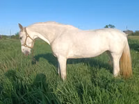 Stute, Orlov Trotter — Foto 2