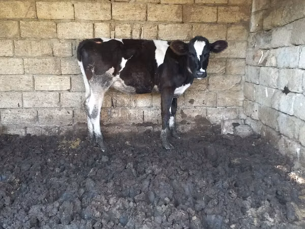 Kuh, Russian Black pied cattle