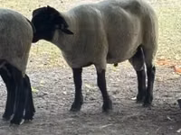 公羊, White Suffolk sheep — 照片 3