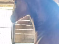 Caballo, Nonius horse — foto 1