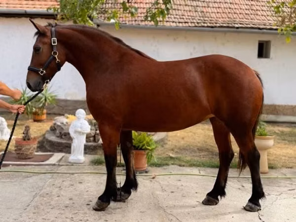 Horses (batch, sex not specified), Horses