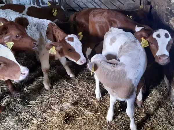 सांड, Simmental cattle