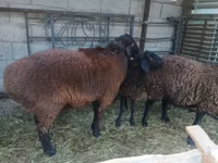 Ram, Sheep — photo 2
