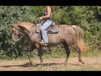 घोड़ी, Kentucky mountain daddle horse — फ़ोटो 4