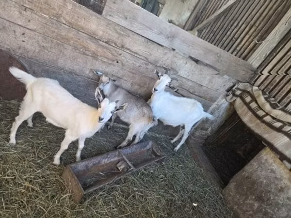 Goat, Goats
