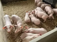 猪（批次，未指定性别）, Pigs — 照片 4