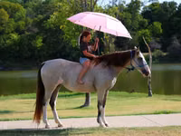 Yegua, Skyros Pony — foto 8