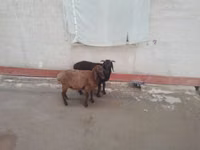 Sheep (batch, sex not specified), Sheep — photo 1