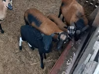 Sheep (batch, sex not specified), Cameroon sheep — photo 6