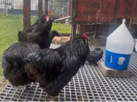 Araucana — photo 3