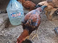 Chickens — Foto 2