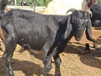 公山羊, Anatolian Black goats — 照片 1