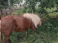 母马, Australian Pony — 照片 4
