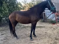母马, Nonius horse — 照片 1