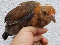 Chickens — foto 4