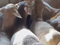 Ram, Sheep — photo 2