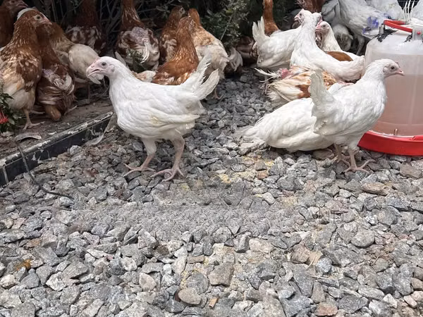 Leghorn