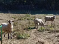 Sheep, Merino sheep — photo 2
