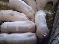 Pigs (batch, sex not specified) — photo 4