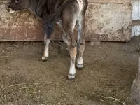 Toro, Raza Alatau — foto 4