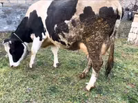 Kuh, Russian Black pied cattle — Foto 4