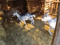 Ziegenbock, Ziegen — Foto 3