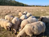 Ram, Shroshire sheep — photo 1