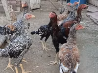 Chickens — photo 8