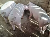 Pigs (batch, sex not specified), Pigs — photo 2