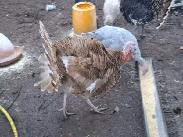 Turkeys