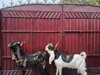 बकरा, Kamori goats — फ़ोटो 3