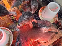 Turkeys — photo 3