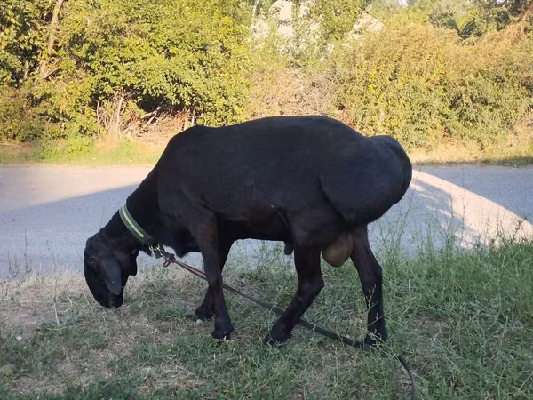 公羊, Edilbay sheep