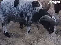 Ram, Jacob's sheep — photo 1