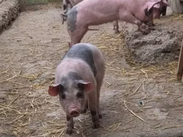 Schweine (Partie, Geschlecht nicht angegeben), Schweine