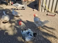 Chickens — photo 4