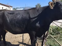गाय, गोलस्टीन नस्ल — फ़ोटो 7