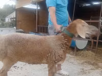 Schaf, Arashan sheep — Foto 3