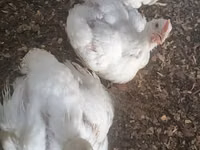 Chickens — Foto 1