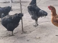 جيرسي جاينت — الصورة 3