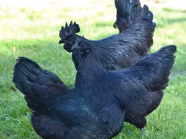 Ayam Cemani