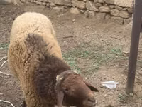 मेढ़ा, भेड़ — फ़ोटो 4