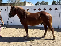 Horse (M), Russian Heavy Draft — photo 6