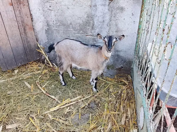 Cabra, Cabras