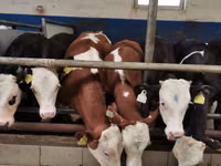 Toro, Simmental cattle — foto 1